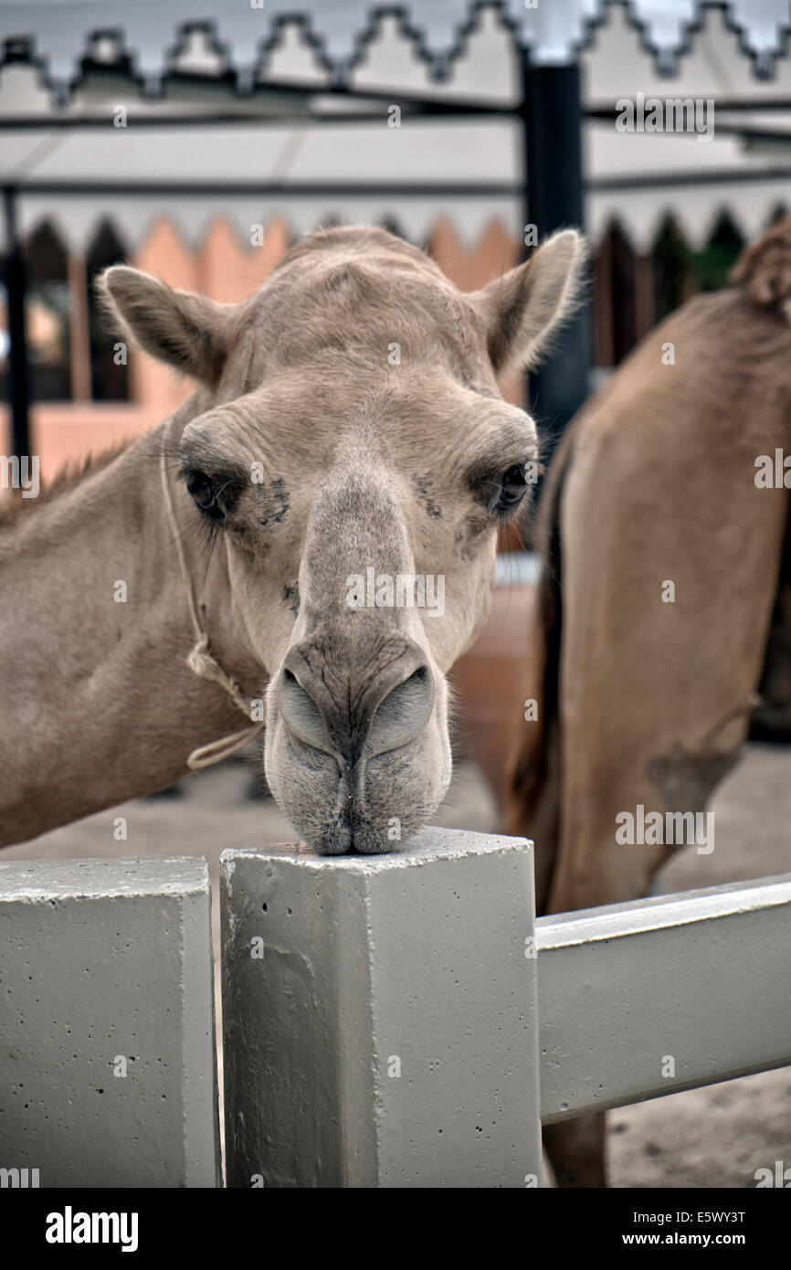 Visage animal drôle. Chameau dromadaire (Camelus dromedarius) Banque D'Images