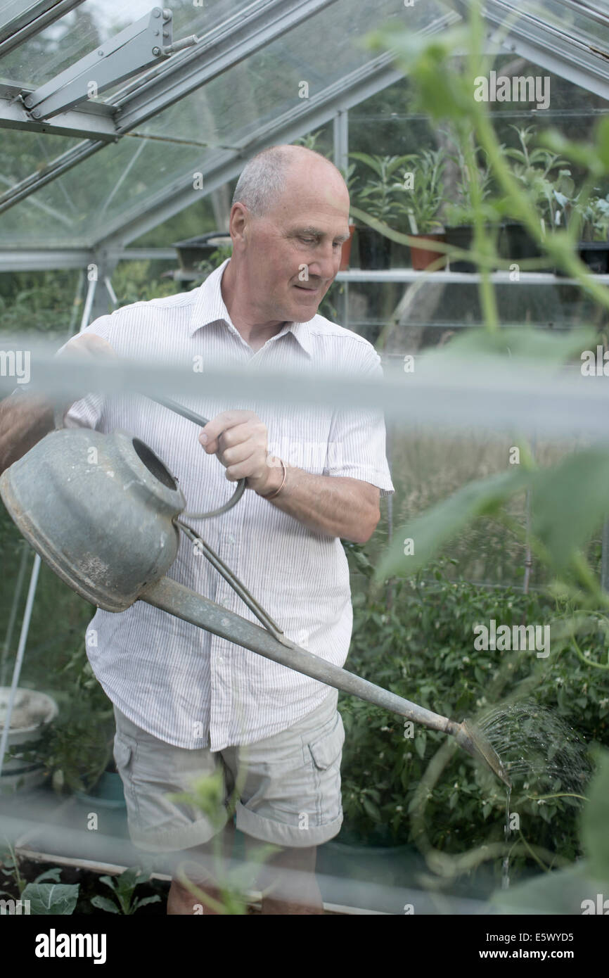 Man l'arrosage des plantes dans sa serre jardin Banque D'Images