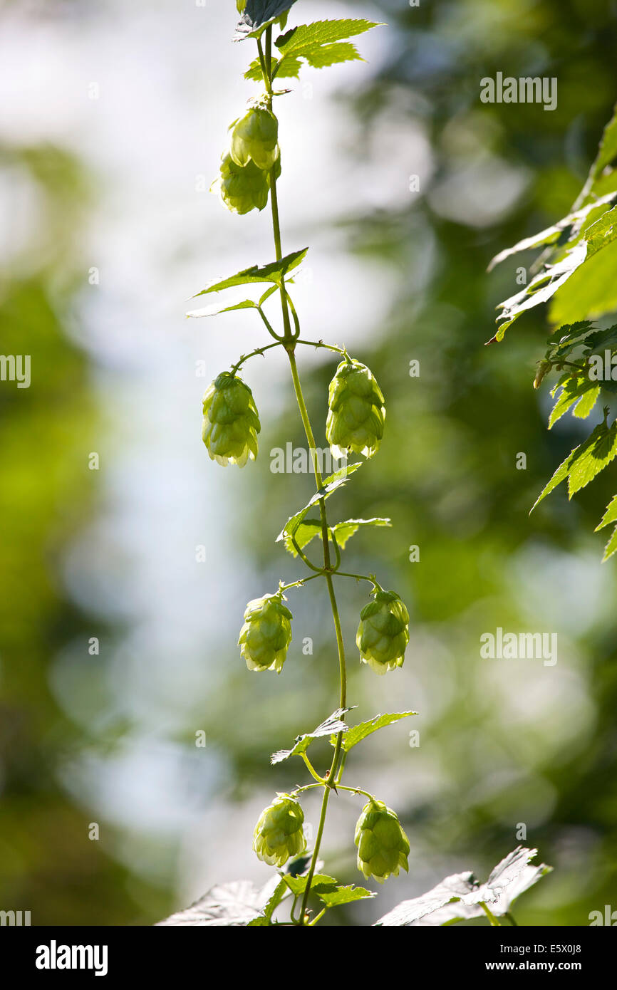 Faversham, Kent, UK 7 Août, 2014. Le houblon (humulus lupulus) mûrissent au soleil comme un jour chaud et sec se poursuit, mais une alerte jaune alerte météorologique est en place pour le sud-est pour le vendredi avec une forte pluie prévision. La récolte de houblon démarre dans les 3 à 4 semaines. Ces East Kent Goldings hops a reçu l'appellation d'origine par l'état de l'UE en 2013, la première UK le houblon de le faire. Banque D'Images