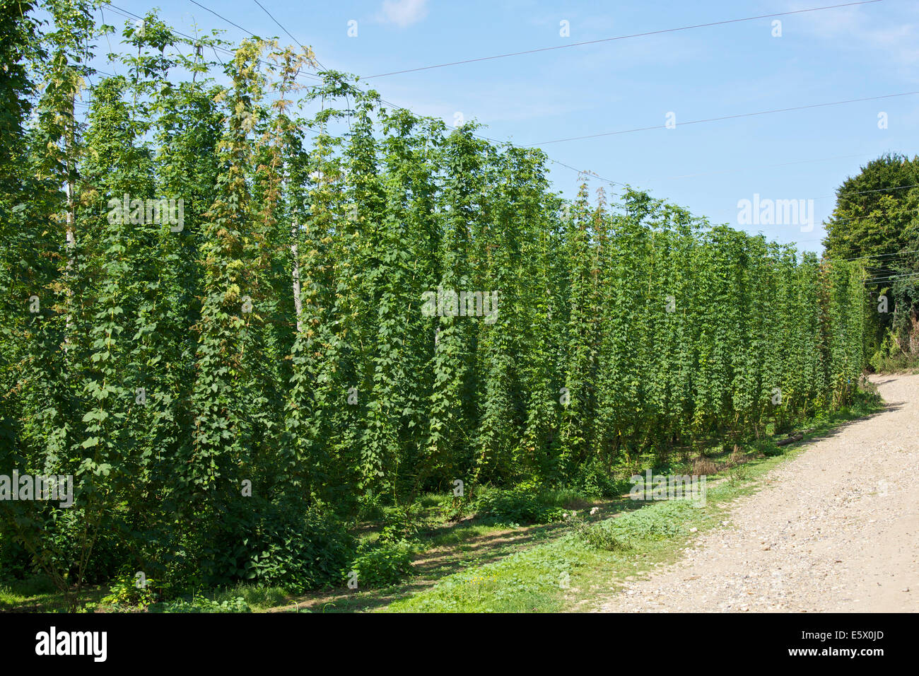 Faversham, Kent, UK 7 Août, 2014. Le houblon (humulus lupulus) mûrissent au soleil comme un jour chaud et sec se poursuit, mais une alerte jaune alerte météorologique est en place pour le sud-est pour le vendredi avec une forte pluie prévision. La récolte de houblon démarre dans les 3 à 4 semaines. Ces East Kent Goldings hops a reçu l'appellation d'origine par l'état de l'UE en 2013, la première UK le houblon de le faire. Banque D'Images