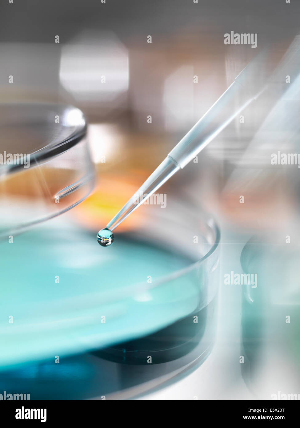 Scientist prélever dans une boîte de Petri dans un laboratoire Banque D'Images