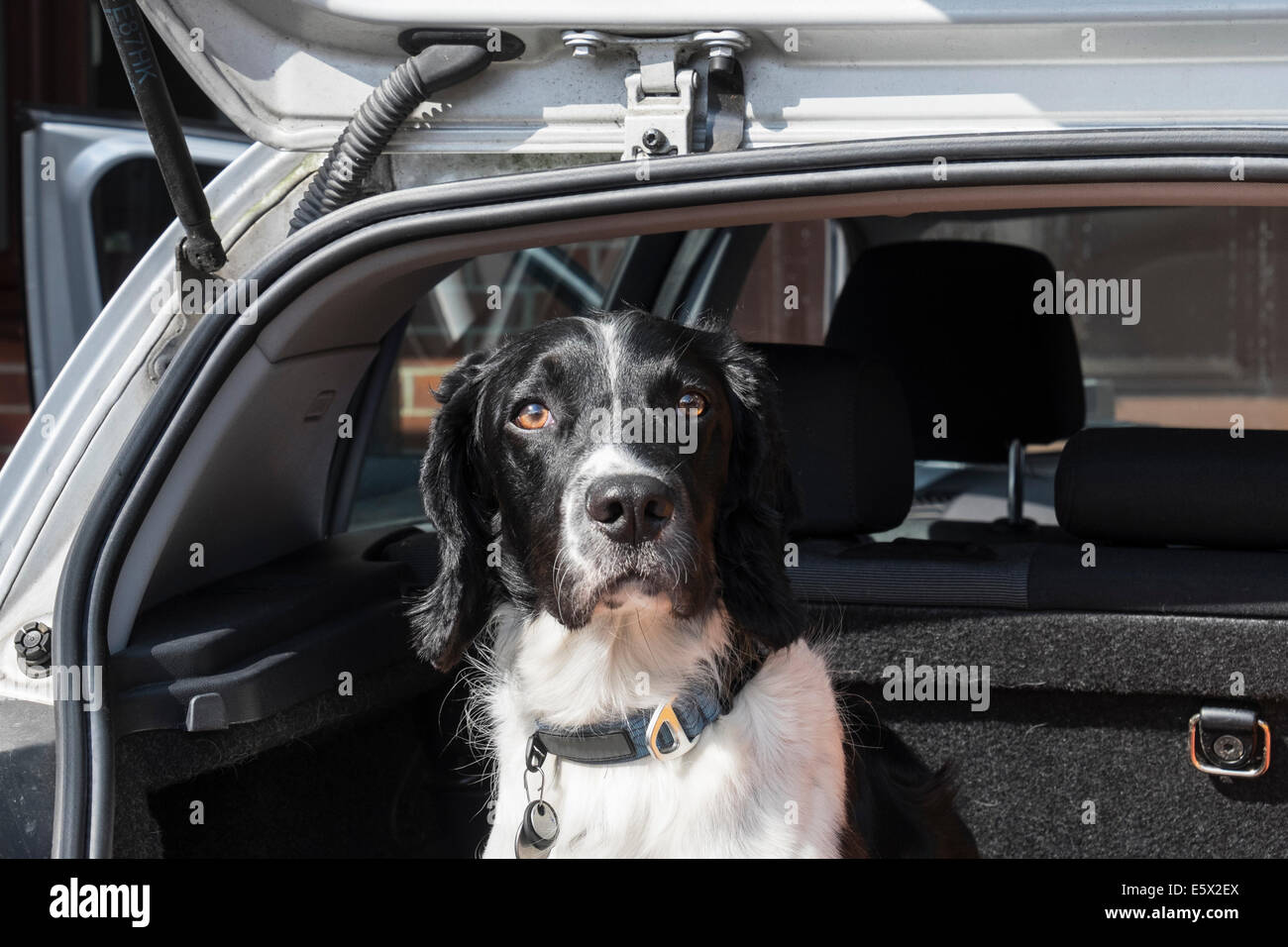 Un adulte English Springer Spaniel chien assis en attente de rendez-vous pour un voyage dans une voiture à hayon coffre avec porte arrière ouverte. Royaume-uni Grande-Bretagne Banque D'Images