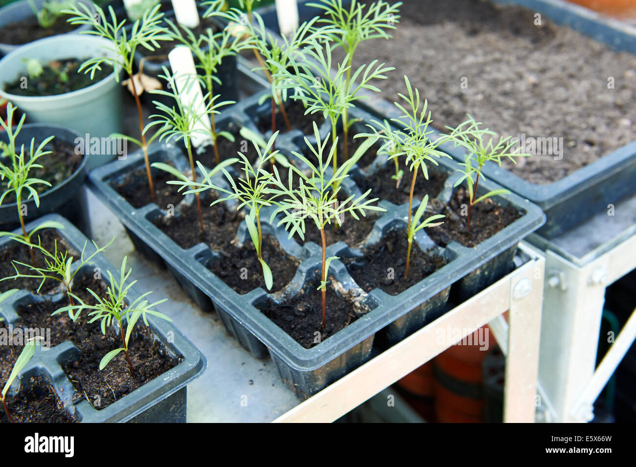 Les jeunes plantes dans le bac de graines Cosmos croissant dans une serre  Photo Stock - Alamy