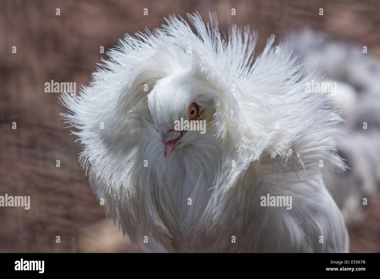 Pigeon Jacobin, avec plumes elcuello typique Banque D'Images