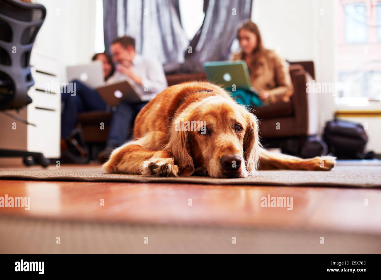Portrait de chien ennuyer allongé sur un tapis, les gens sur les ordinateurs portables en arrière-plan Banque D'Images