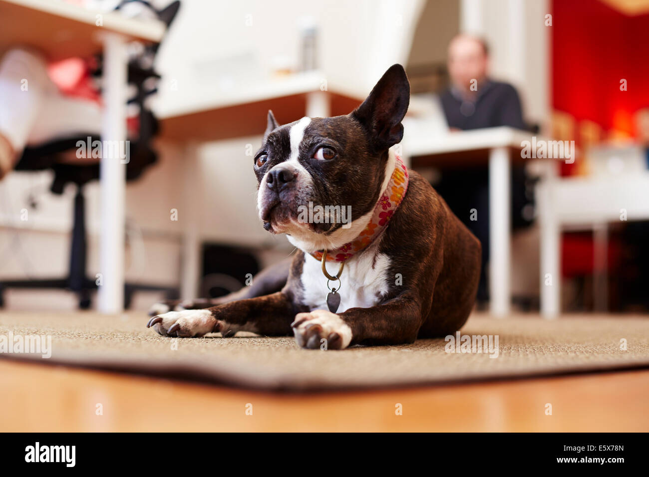 Portrait de curieux chien couché sur un tapis dans un bureau Banque D'Images
