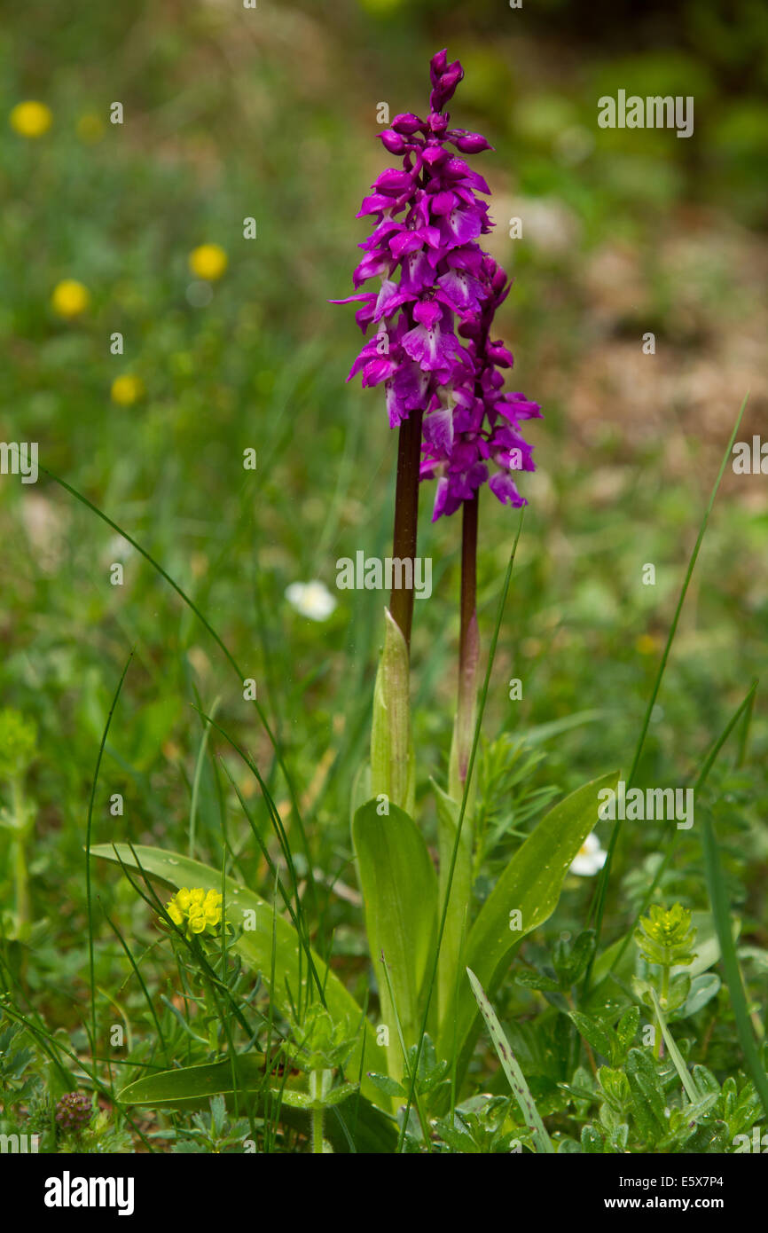 Early Purple Orchid (Orchis mascula) flower Banque D'Images