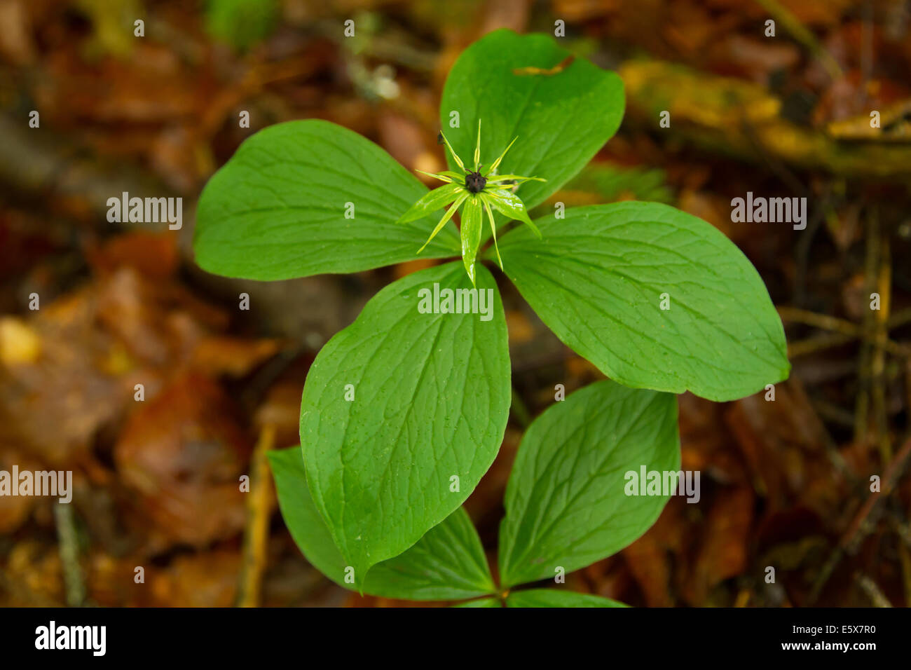 Herb Paris (Paris quadrifolia) flower Banque D'Images