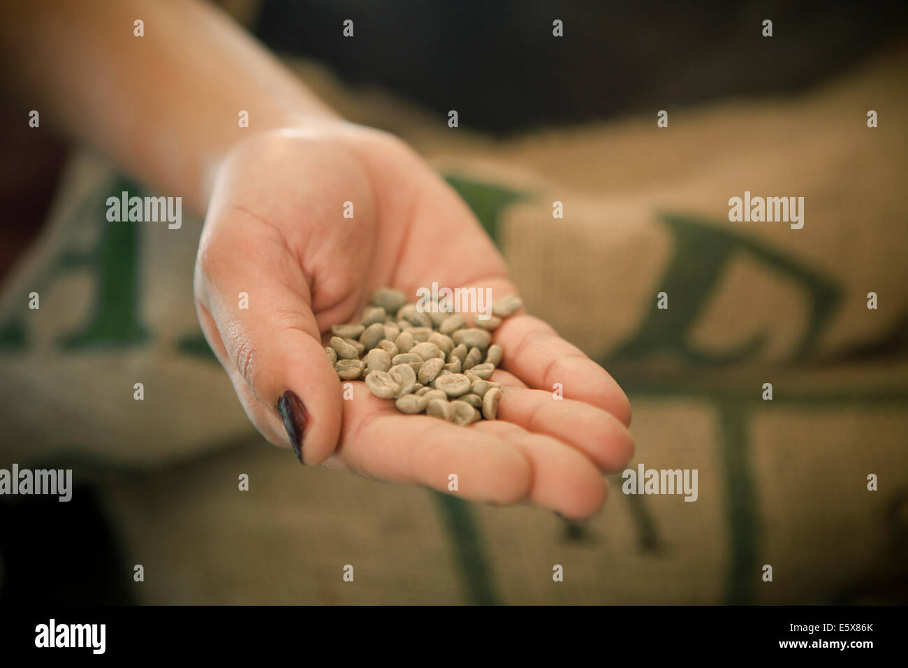 Close up of woman's hand holding raw Coffee beans in cafe Banque D'Images
