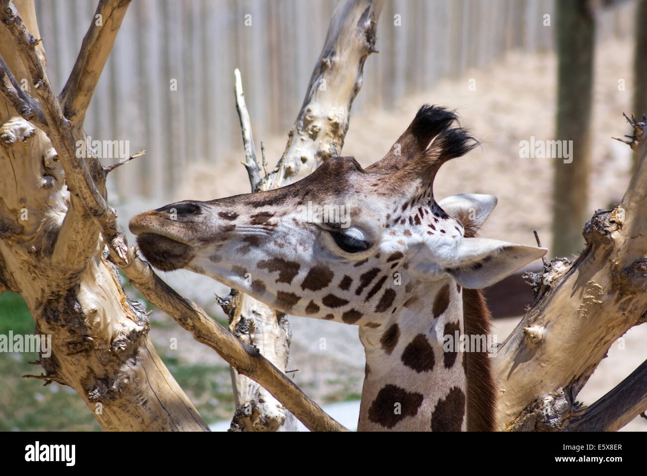 Nibbles girafe adultes et suce l'écorce d'un arbre Banque D'Images