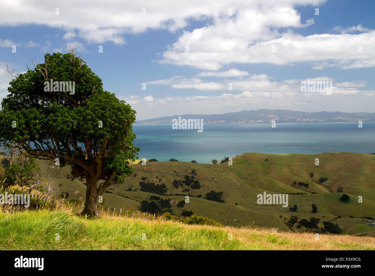 Collines de la péninsule de Coromandel dans l'île Nord de la Nouvelle-Zélande. Banque D'Images