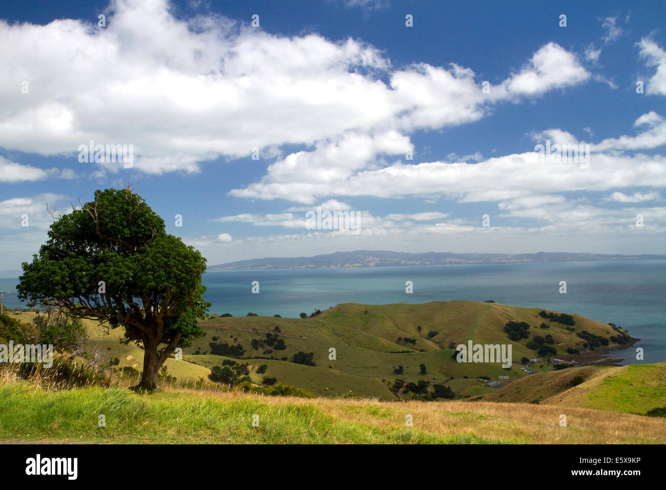 Collines de la péninsule de Coromandel dans l'île Nord de la Nouvelle-Zélande. Banque D'Images