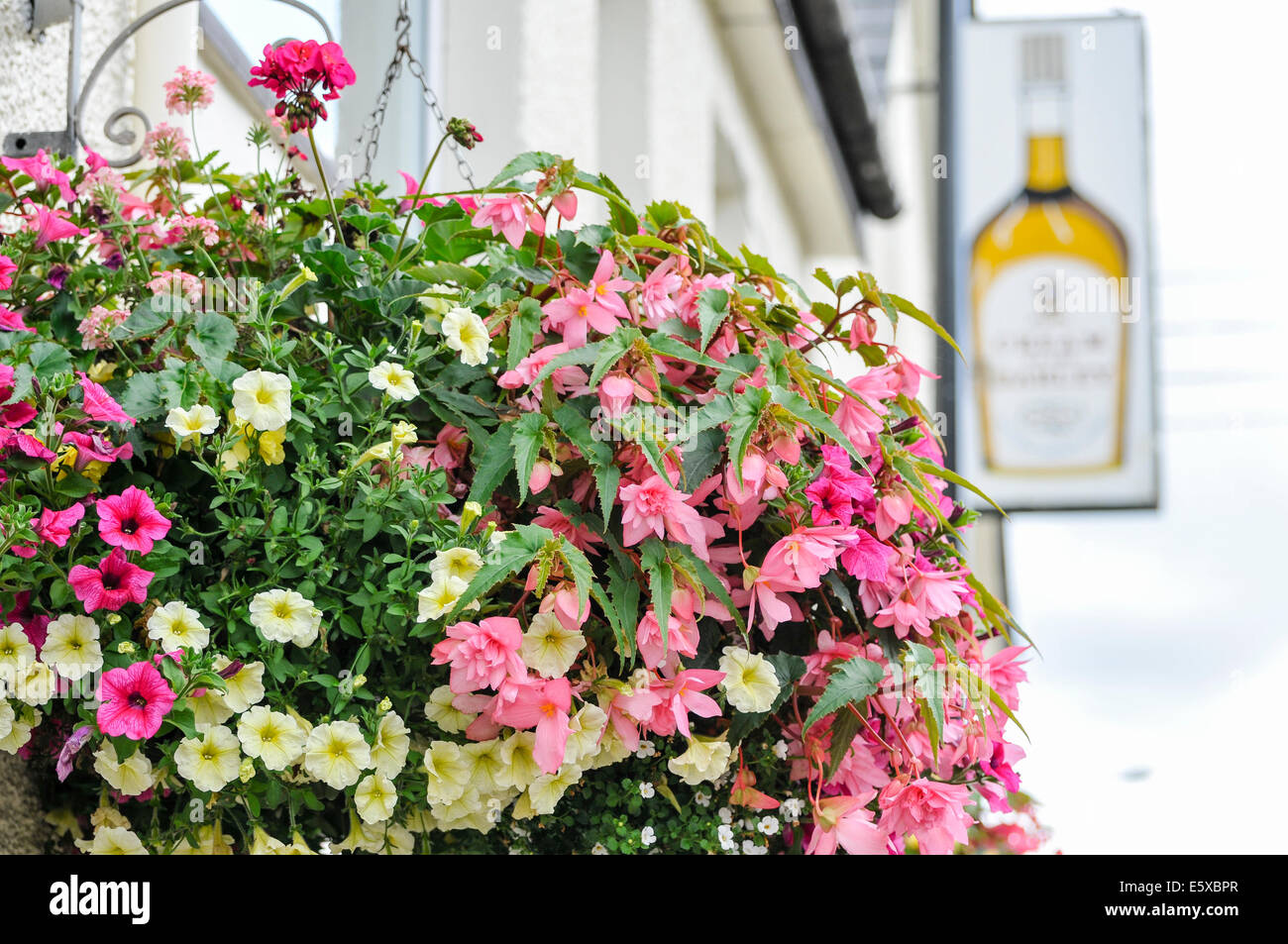Ballymena, Irlande du Nord. 7 Aug 2014 - affichage Floral en dehors de la pub dans le village d'Ahoghill Crédit : Stephen Barnes/Alamy Live News Banque D'Images