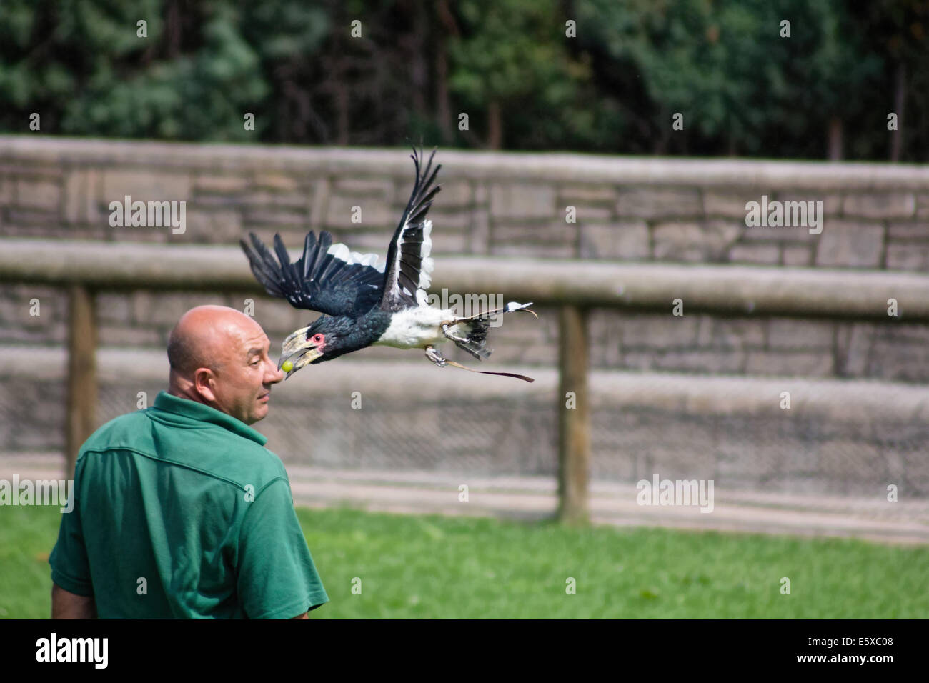 MADRID, ESPAGNE - 10 juillet : oiseaux exotiques pour la formation des soignants le 10 juillet 2014 à Madrid, Espagne Banque D'Images