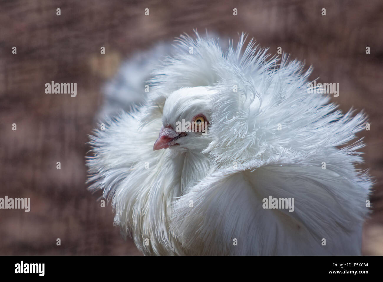 Pigeon Jacobin, avec plumes elcuello typique Banque D'Images