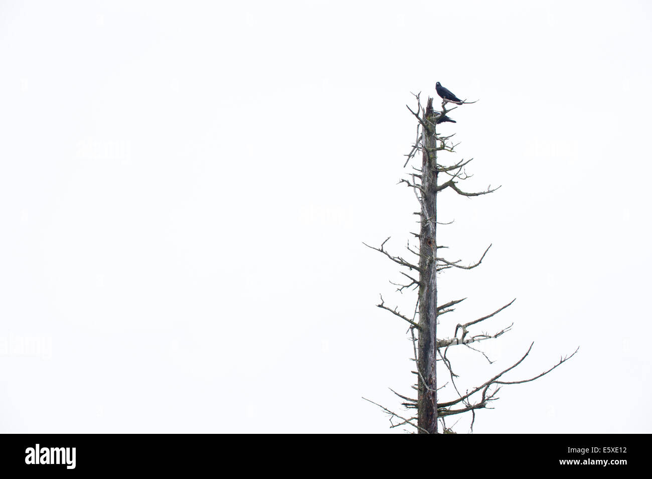 Un corbeau dans l'Alaska Wildlife Conservation Center, Girdwood, Alaska. Banque D'Images