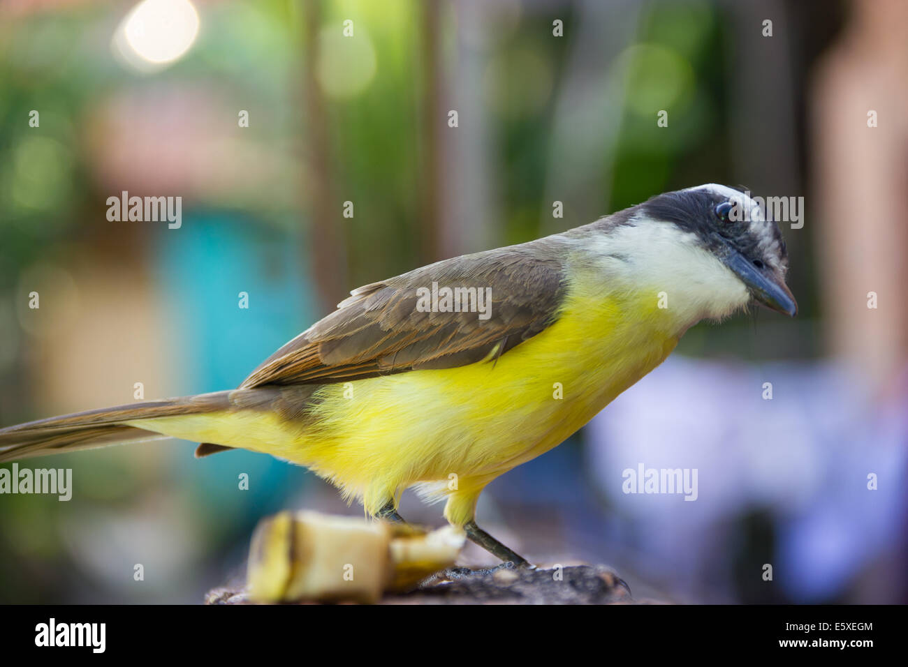 Curieux oiseau jaune (Pitangus sulfuratus) en territoire urbain Banque D'Images