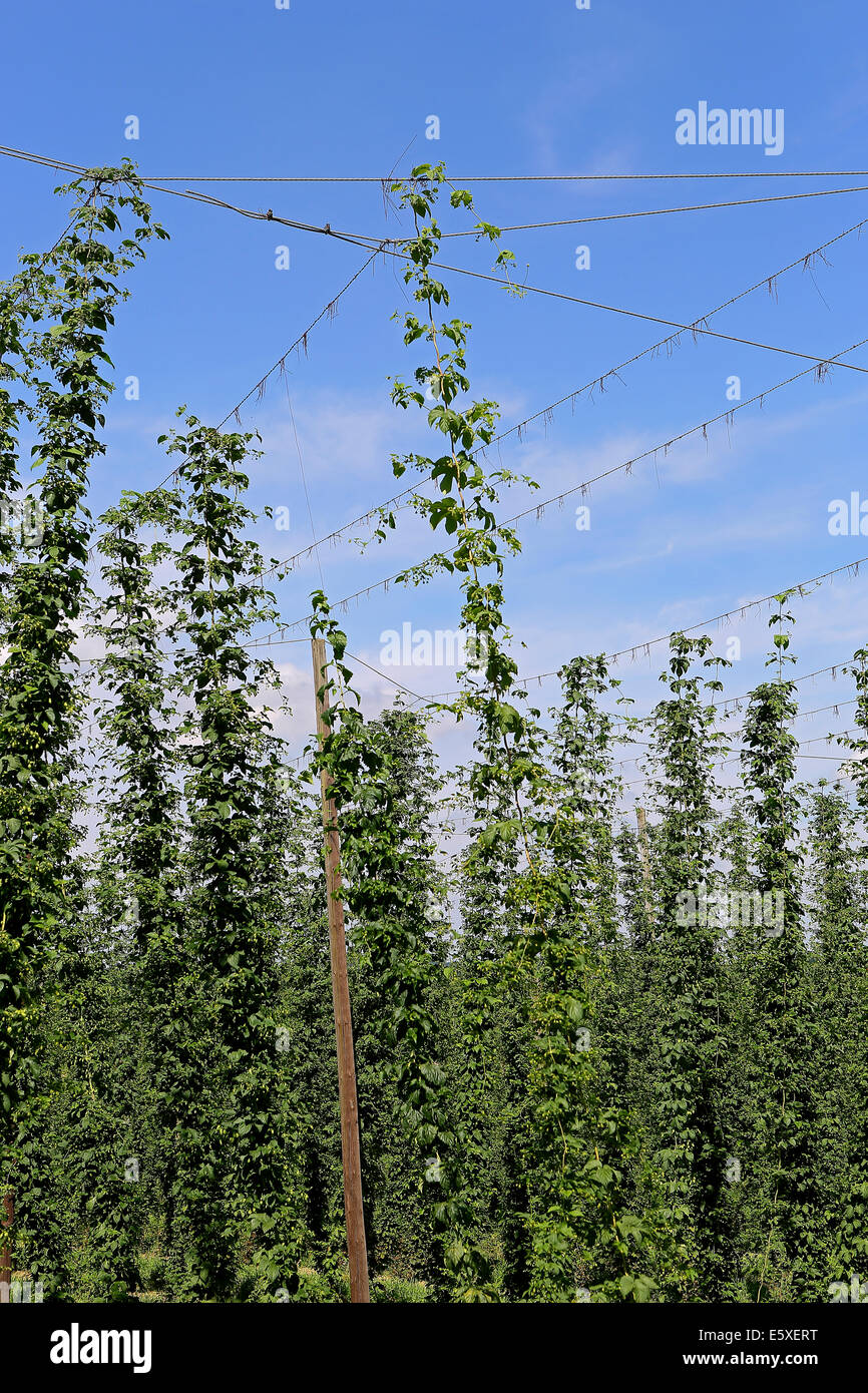 La culture de houblon dans un champ en Bavière, Allemagne Banque D'Images