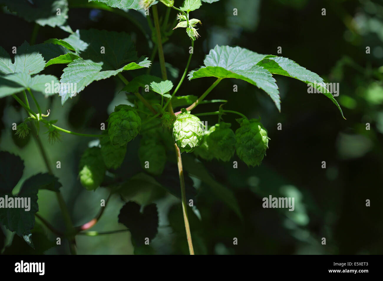 La culture de houblon dans un champ en Bavière, Allemagne Banque D'Images
