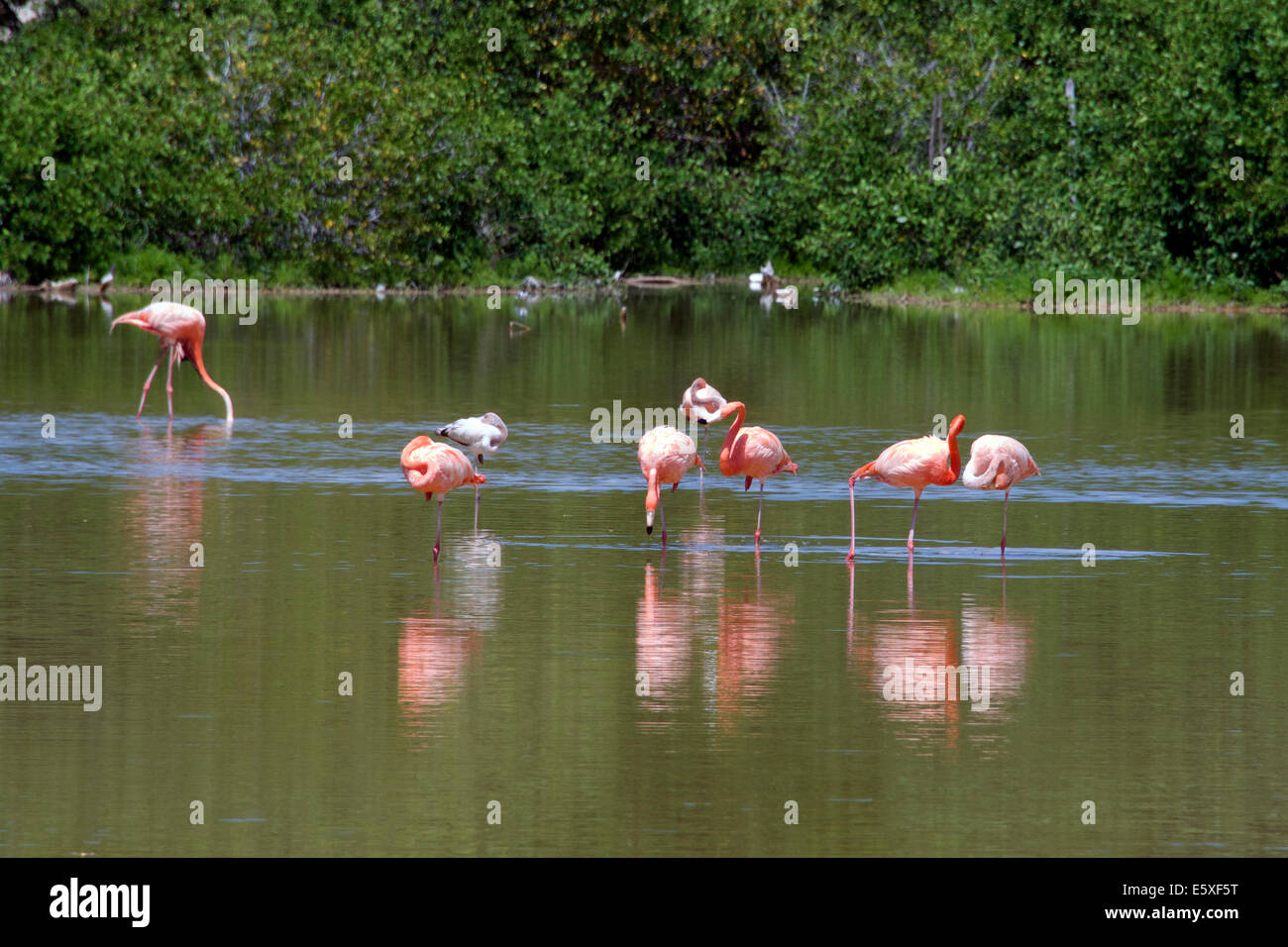 celestun-mexico-banque-de-photographies-et-d-images-haute-r-solution