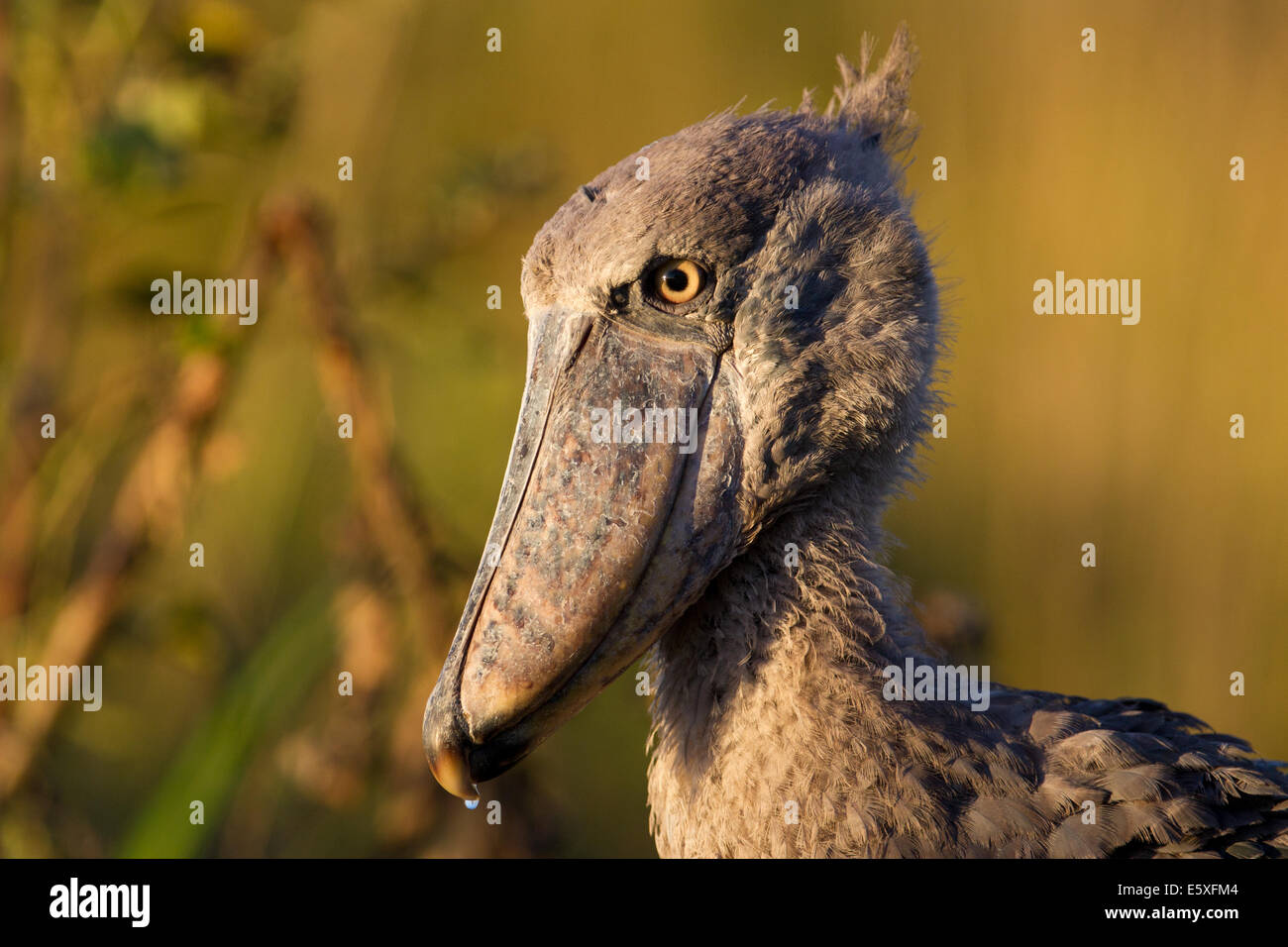 Bec-en-sabot du Nil (Balaeniceps rex) est parmi les meilleurs prix pour les ornithologues amateurs en Afrique et peut être trouvé dans Bangweulu, Zambie Banque D'Images