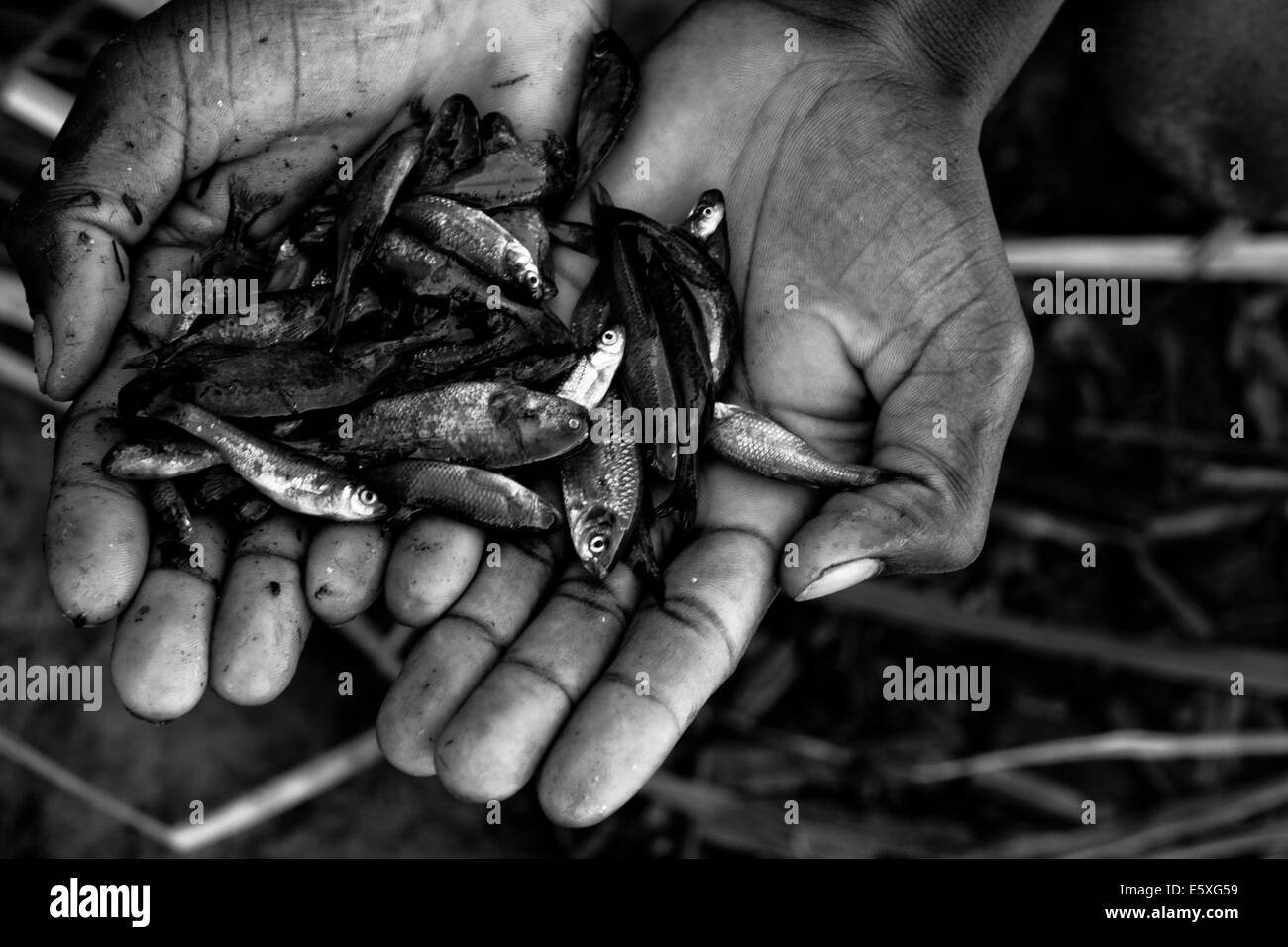 La pêche est une activité économique principale pour les populations vivant dans et autour des zones humides, la Zambie. Bangweulu Banque D'Images