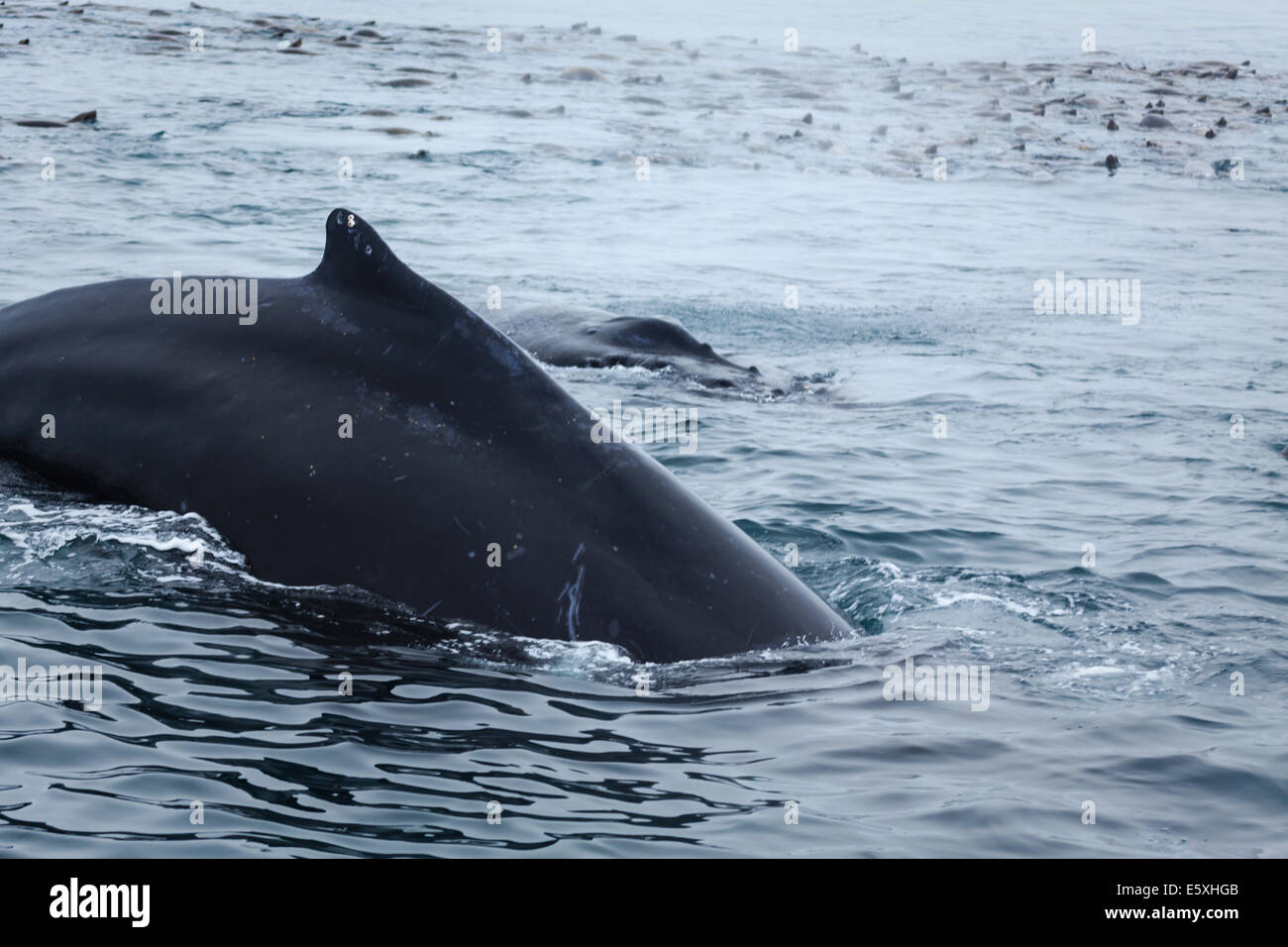 Baleine à bosse et lions de mer Banque D'Images