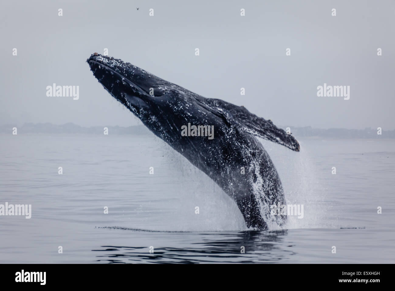 Close-up of humpback whale breaching haut hors de l'eau Banque D'Images