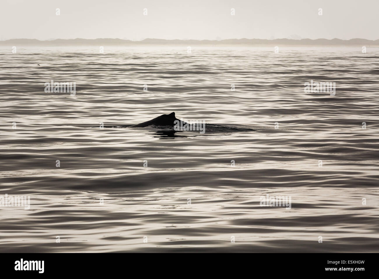 Aileron de baleine à bosse Banque D'Images