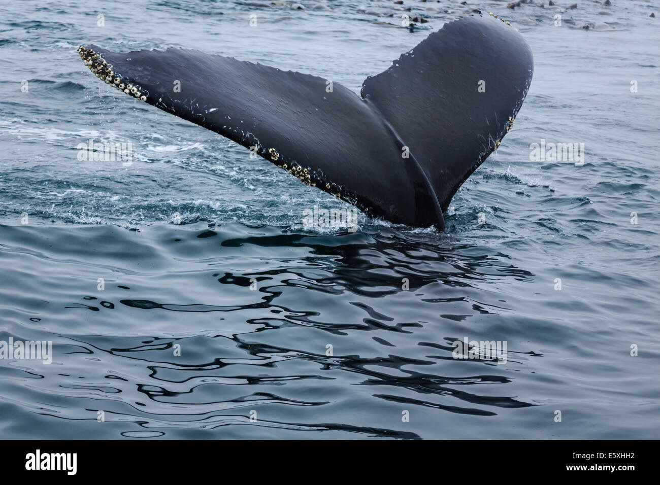 Gros plan de baleine à bosse, Megaptera novaeangliae, fluke brisant la surface Banque D'Images