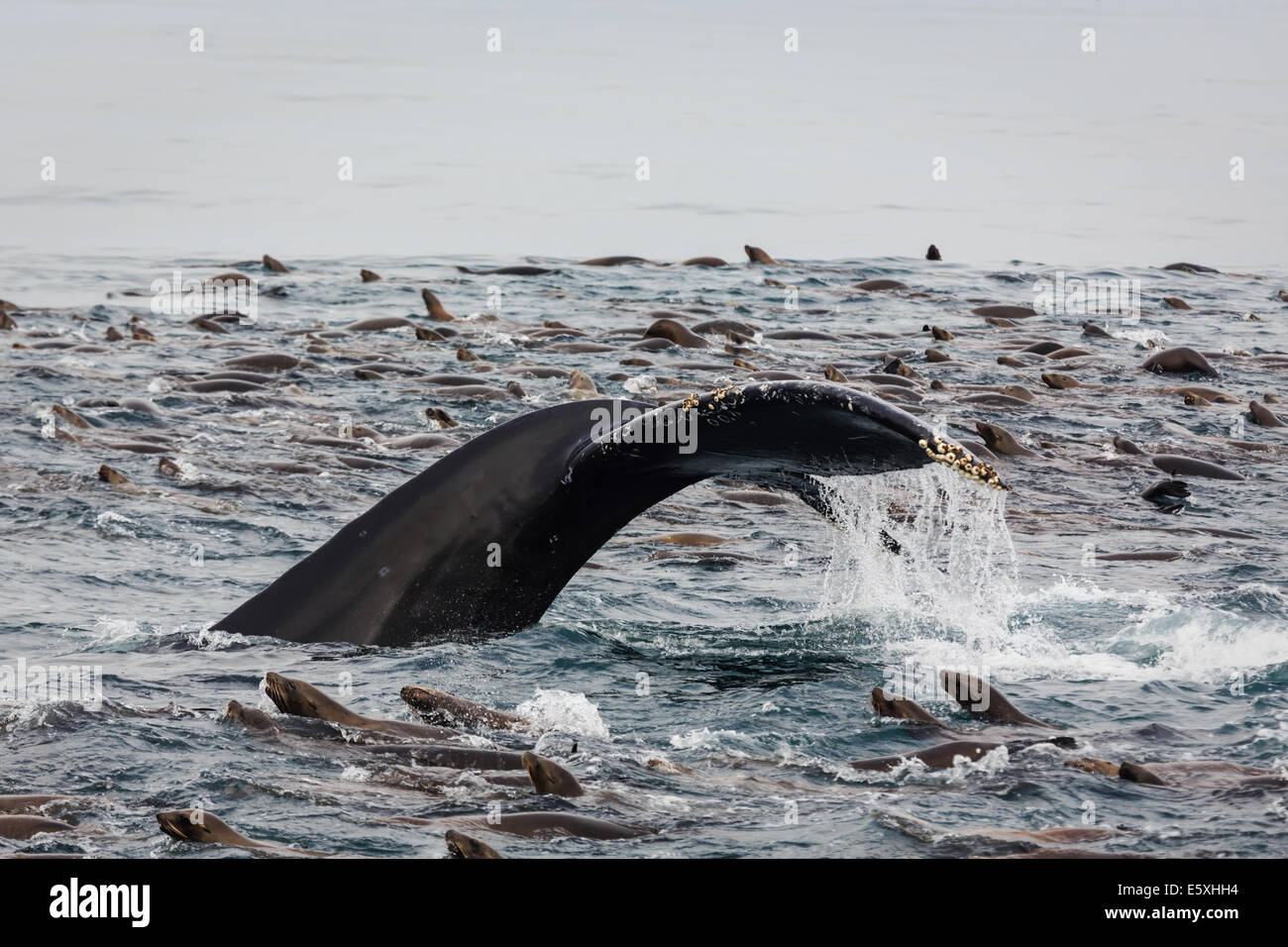 La baleine à bosse, Megaptera novaeangliae, le fluke, brise la surface au milieu d'une masse d'otaries qui se nourrissent Banque D'Images