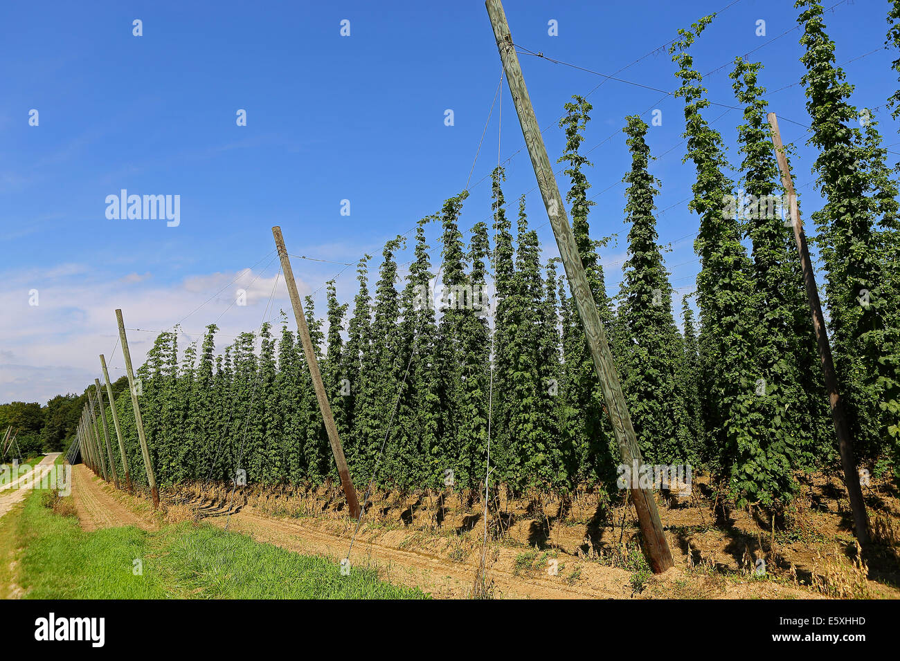 La culture de houblon dans un champ en Bavière, Allemagne Banque D'Images