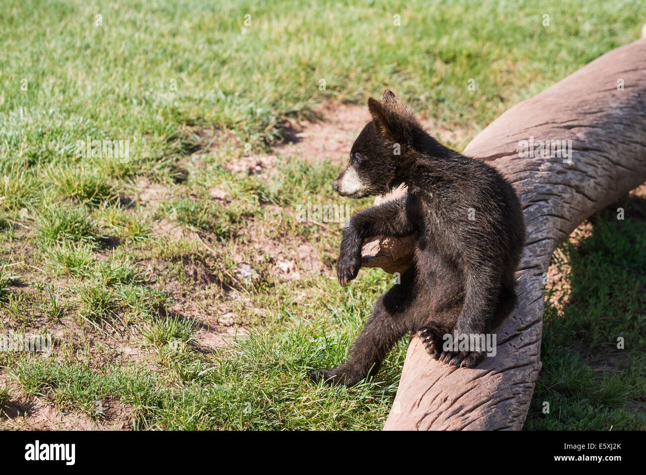 Close up of a baby black bear cub assis sur un journal Banque D'Images