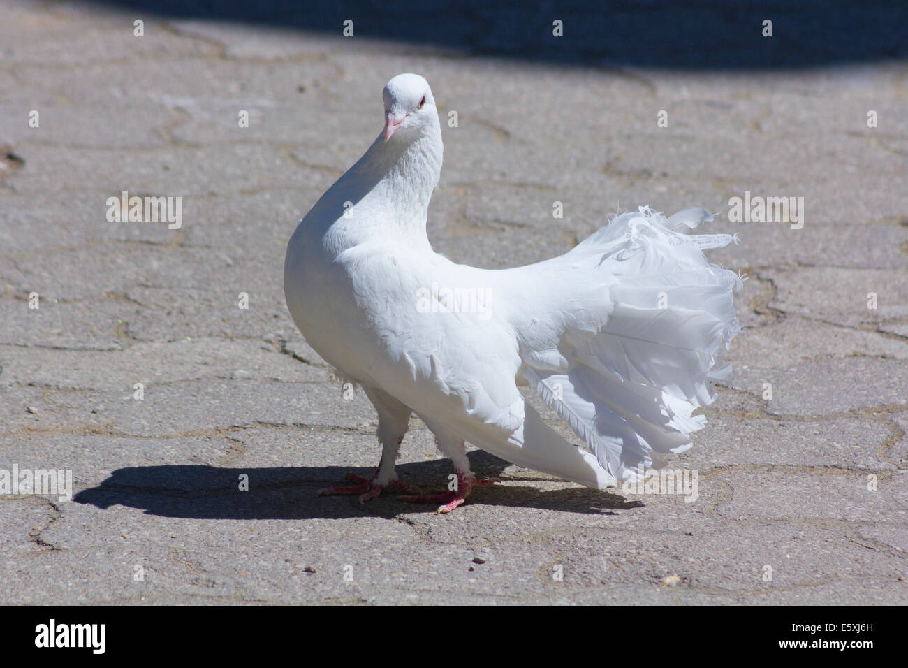 Pigeon blanc promenades sur le terrain Banque D'Images