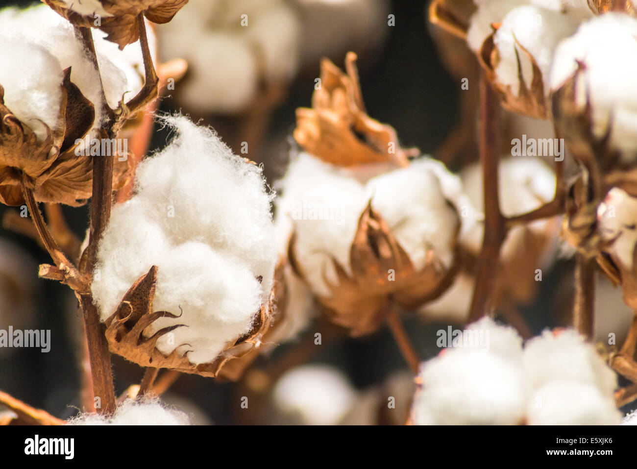 L'usine de coton macro capsules bud Banque D'Images