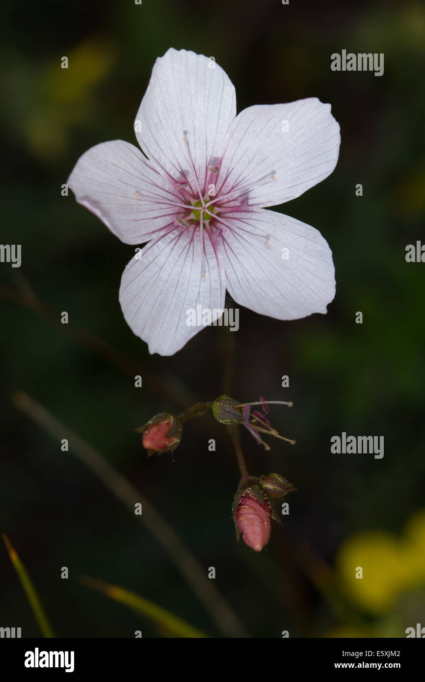 Le lin à feuilles étroites (Linum tenuifolium) Banque D'Images