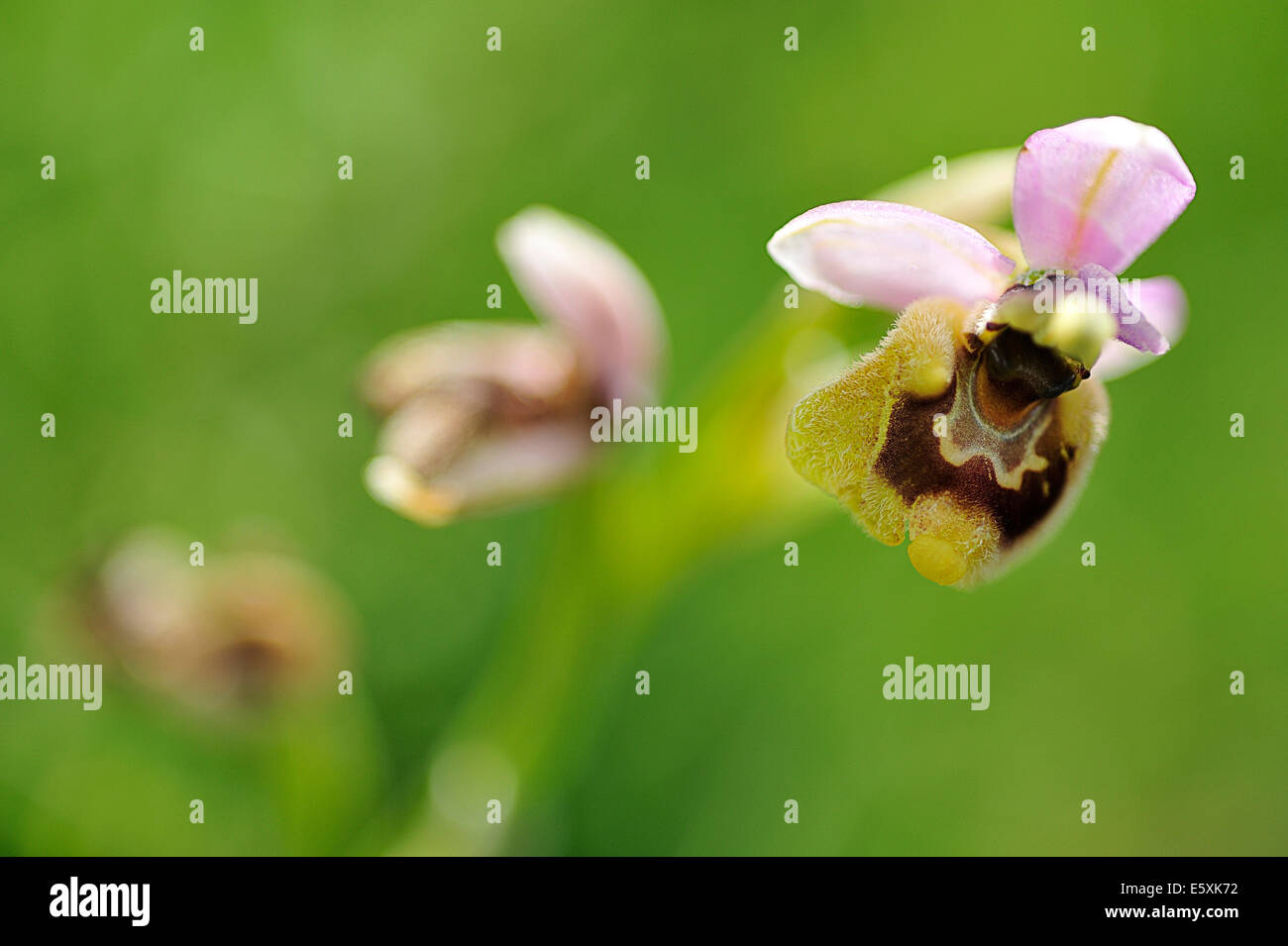 Wild Orchid Ophrys tenthredinifera, Orchideaceae, Parc National du Gargano, Puglia, Italy, Europe Banque D'Images