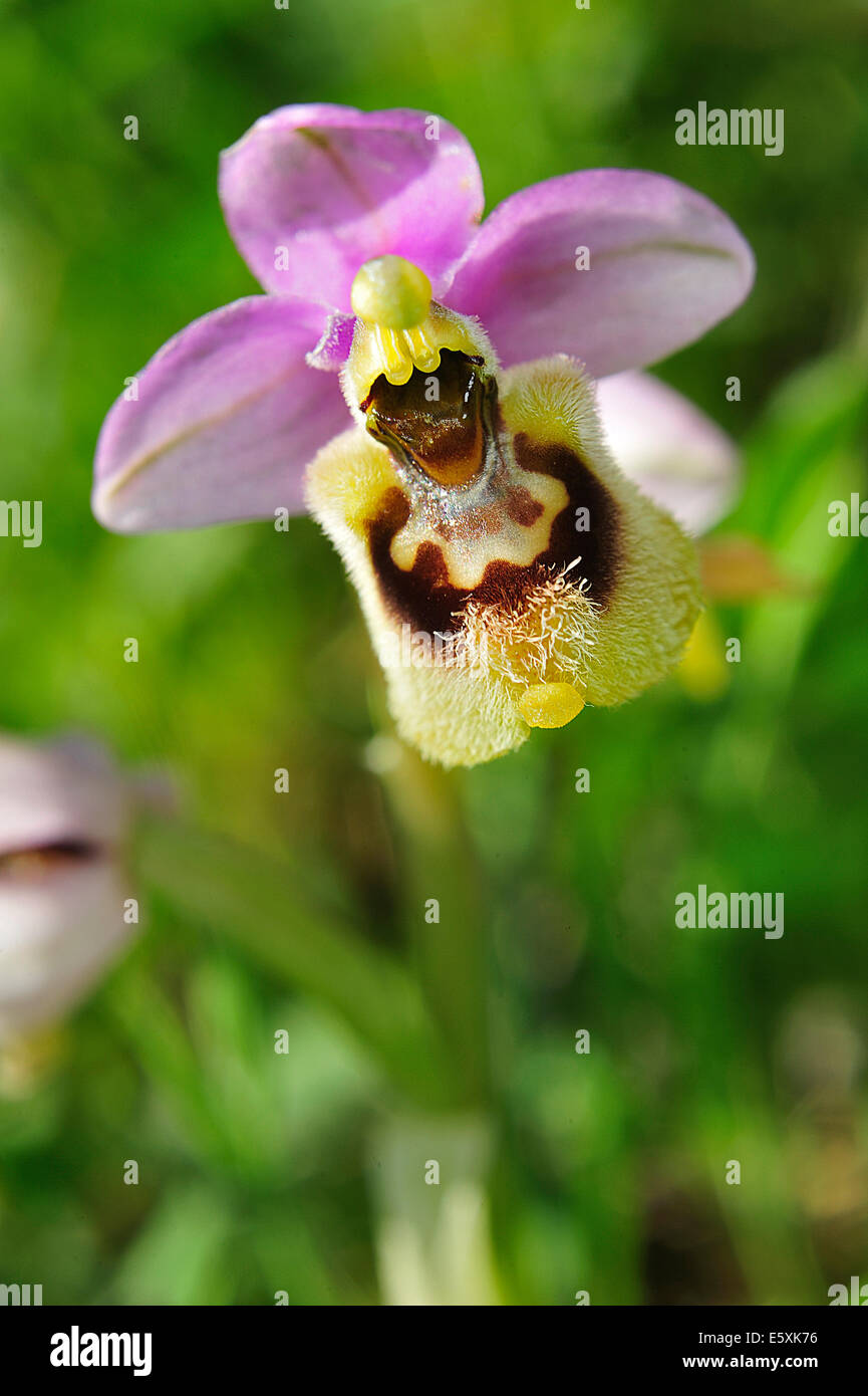Wild Orchid Ophrys tenthredinifera, Orchideaceae, Parc National du Gargano, Puglia, Italy, Europe Banque D'Images