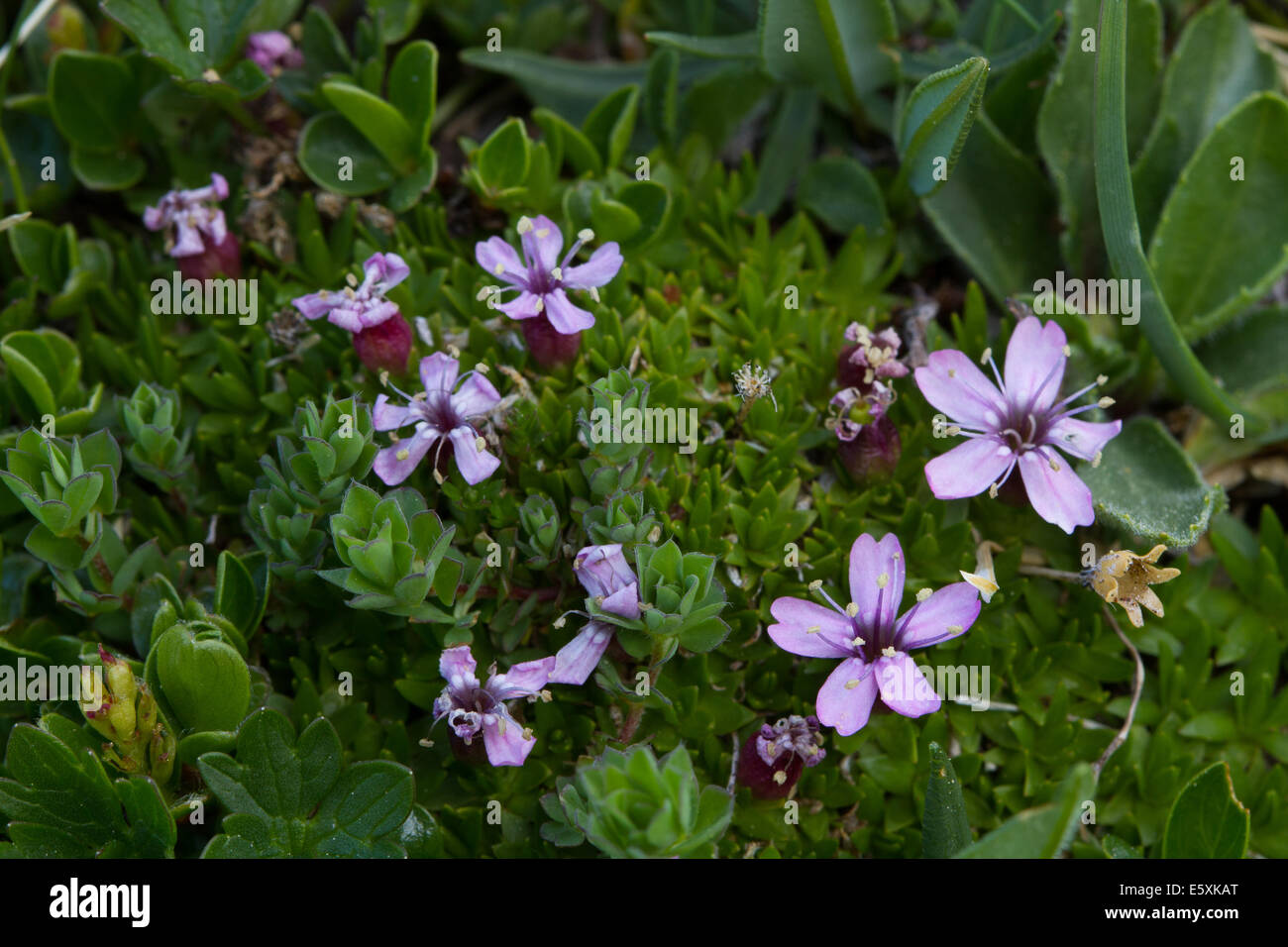 Rose coussin (Silene acaulis) Banque D'Images