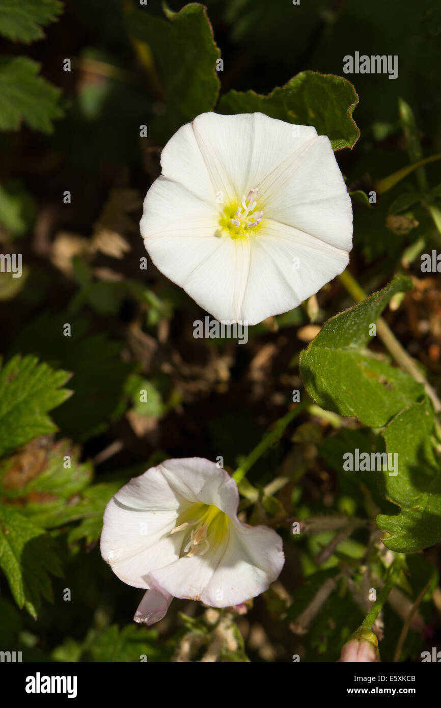 Le liseron des champs (Convolvulus arvensis) Banque D'Images