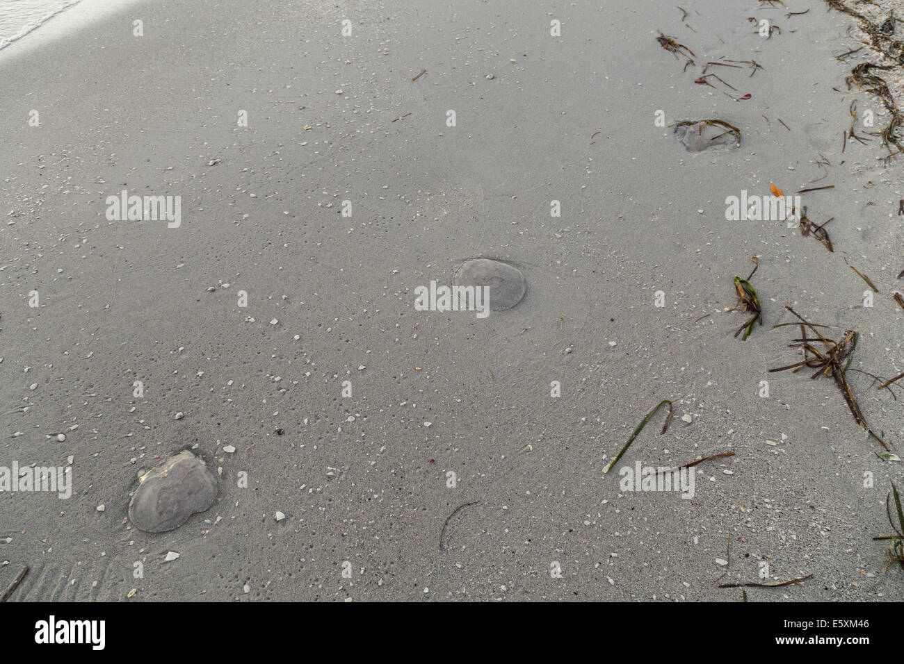 Plusieurs méduses échouées sur la plage Banque D'Images