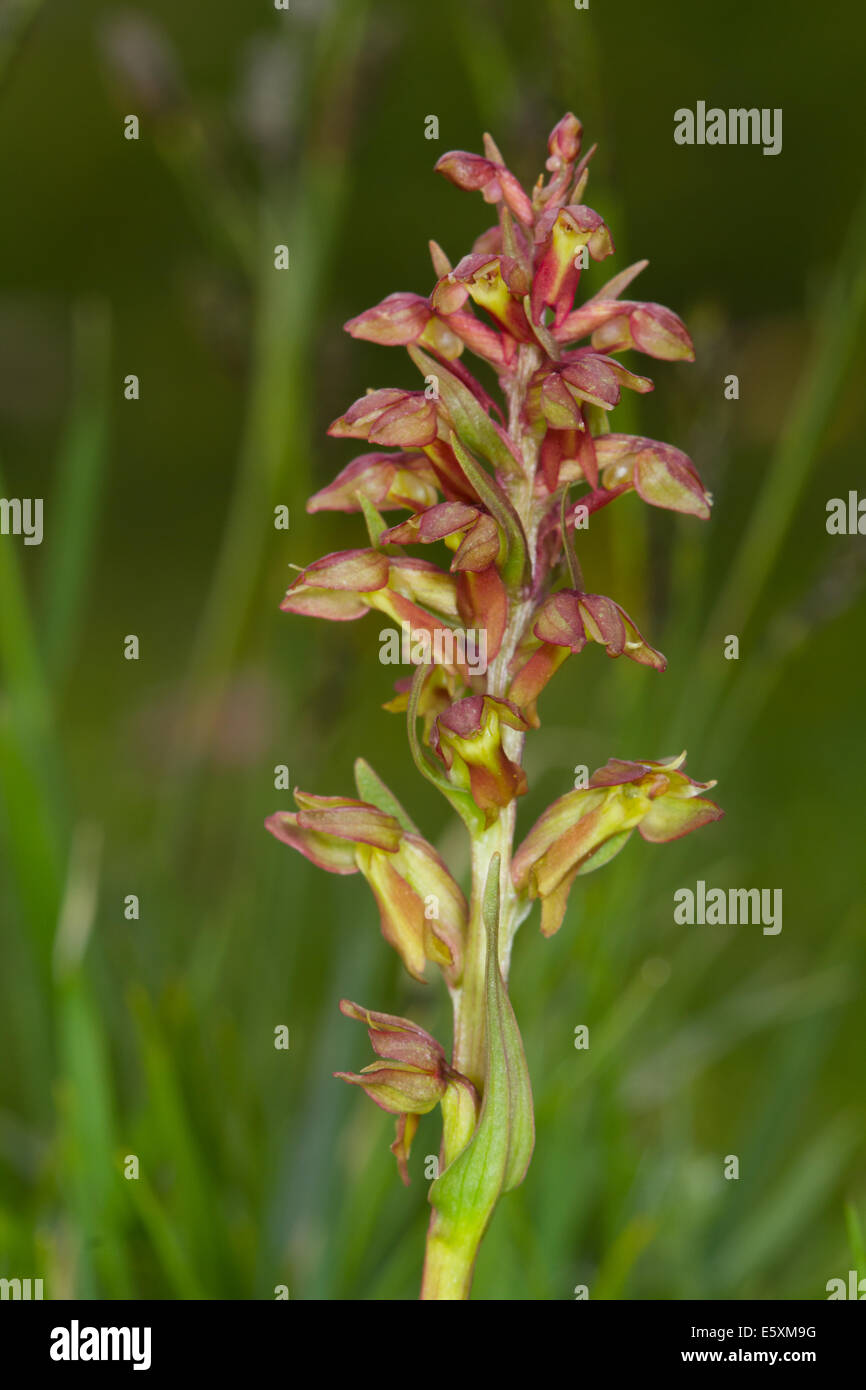 Frog Orchid (Dactylorhiza viridis) Banque D'Images