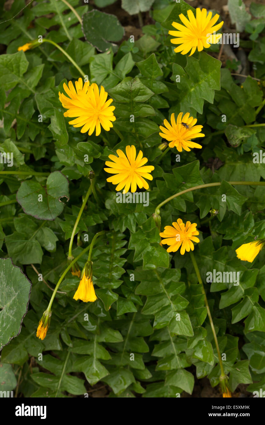 Aposeris foetida - un hawksbeard-type Fleur alpine jaune Banque D'Images