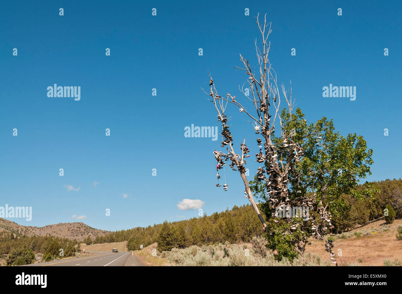 La pendaison Shoe Tree, situé à l'autoroute 26, 17mi. à l'ouest de Dayville, Orgeon Banque D'Images
