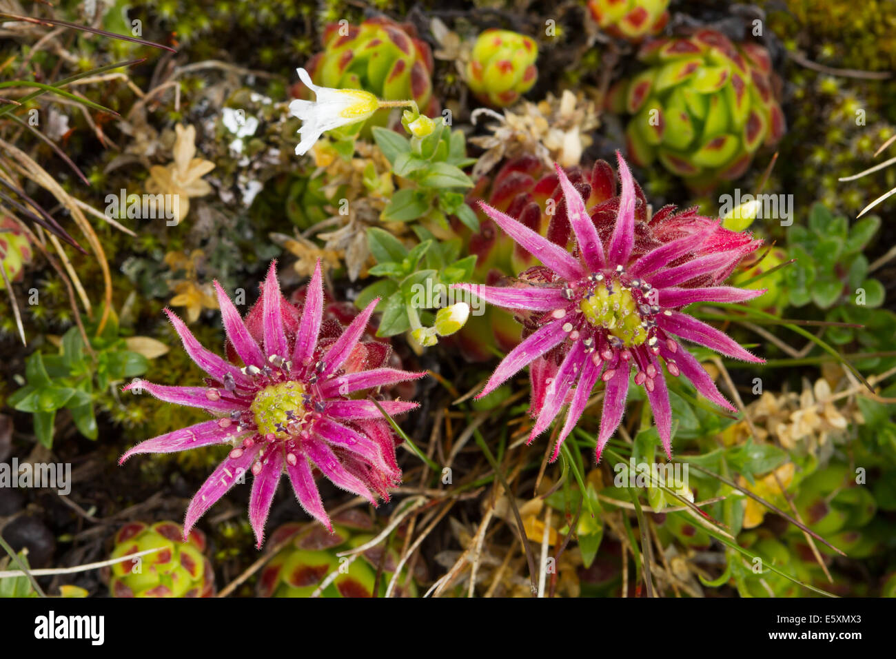 Montane Houseleek Sempervivum montanum (fleur) Banque D'Images