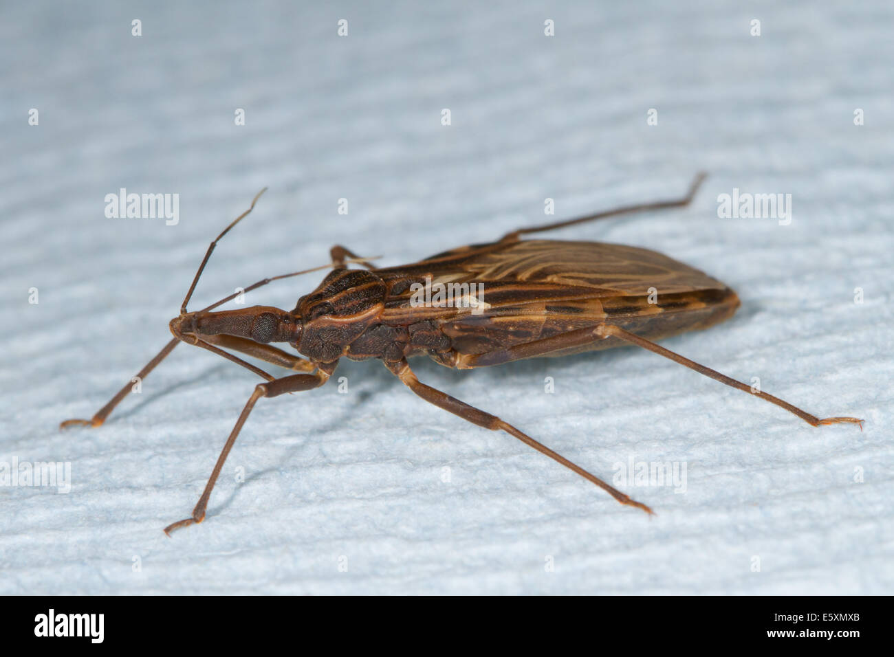 Des profils Kissing Bug (Rhodnius prolixus), l'insecte vecteur de la maladie de Chagas Banque D'Images