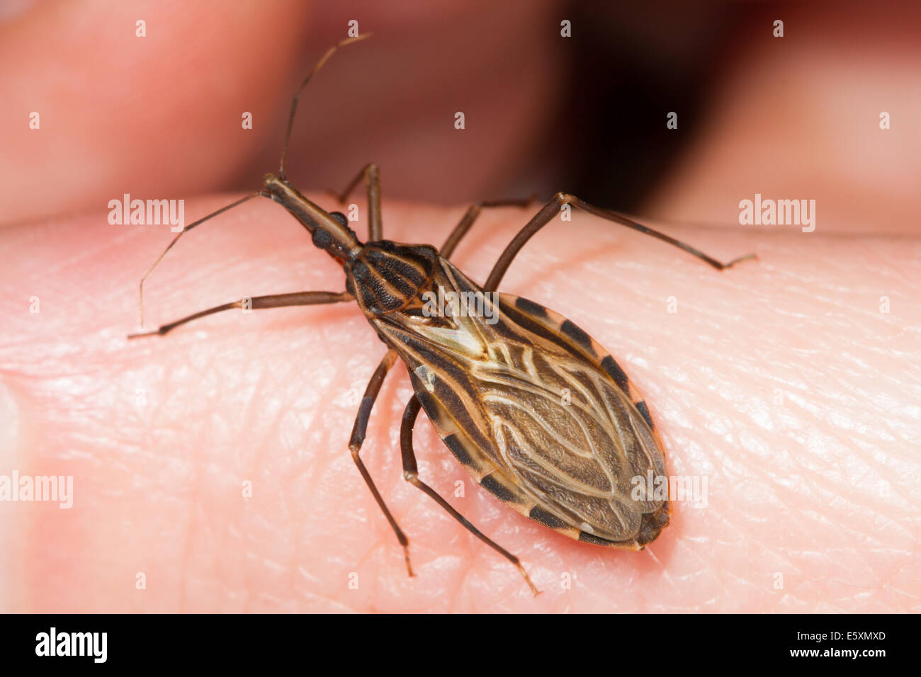 Des profils Kissing Bug (Rhodnius prolixus), l'insecte vecteur de la maladie de Chagas, la marche sur la peau humaine Banque D'Images
