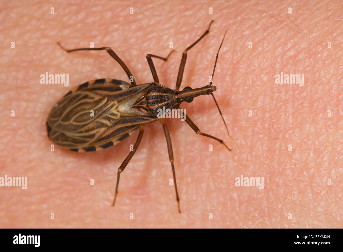 Des profils Kissing Bug (Rhodnius prolixus), l'insecte vecteur de la maladie de Chagas, la marche sur la peau humaine Banque D'Images