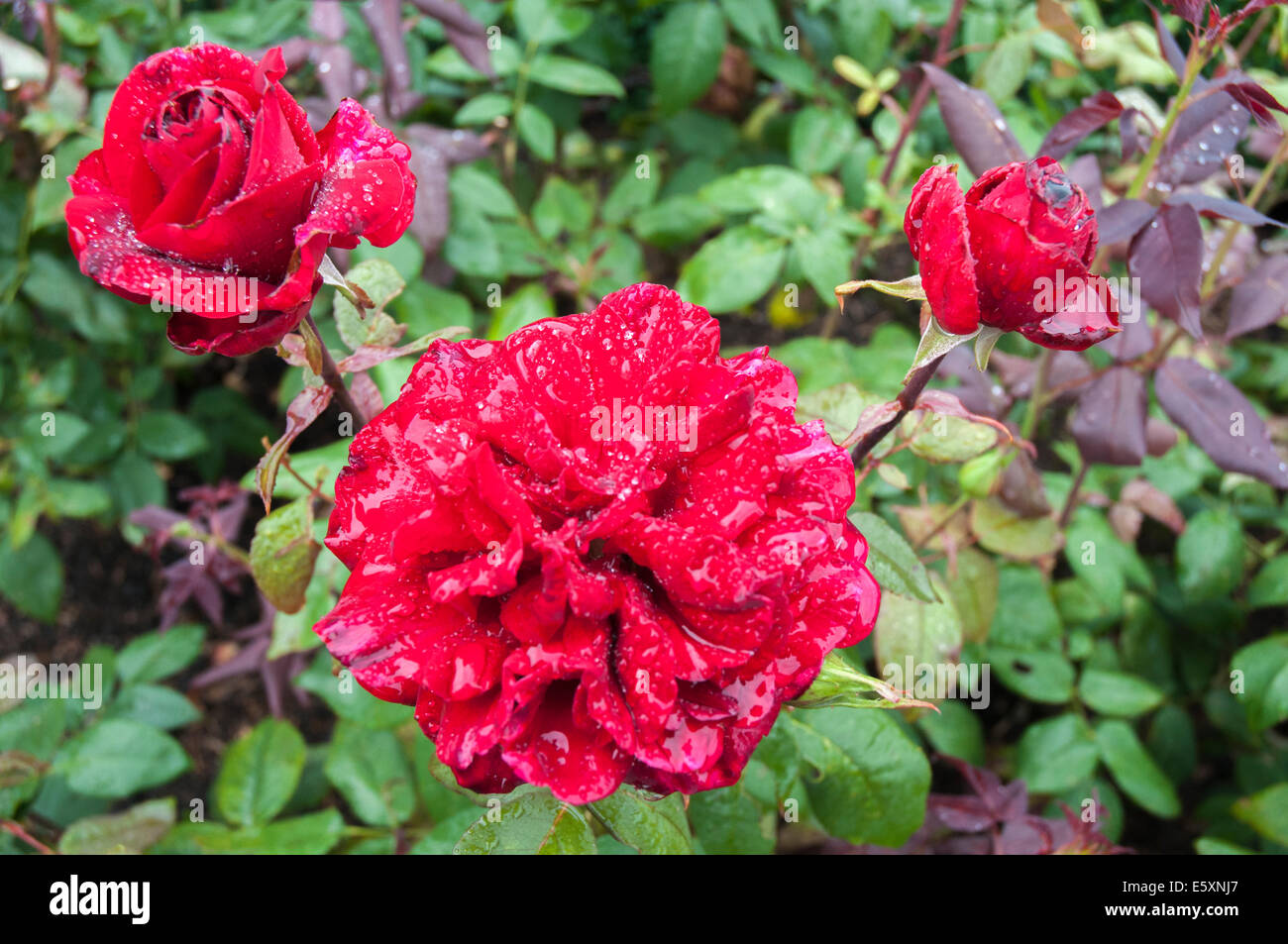 Rose hybride Barkarole, Jardin du Roi, Copenhague Banque D'Images