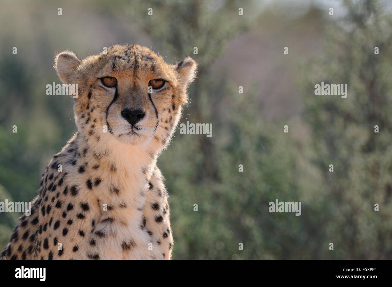 Le Guépard (Acinonyx jubatus), mâle adulte, alerte, Kgalagadi Transfrontier Park, Northern Cape, Afrique du Sud, l'Afrique Banque D'Images